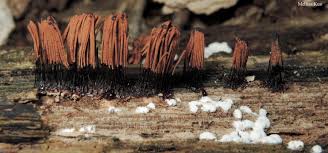 Attēlu rezultāti vaicājumam “Stemonitis sp.”