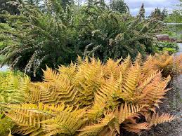 Attēlu rezultāti vaicājumam “Dryopteris”