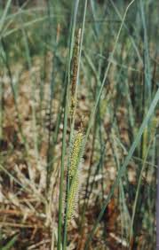 Attēlu rezultāti vaicājumam “Carex rostrata”