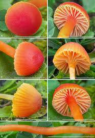 Attēlu rezultāti vaicājumam “Mucronella”