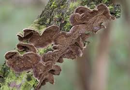 Attēlu rezultāti vaicājumam “Hymenochaete tabacina”