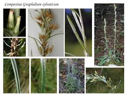 Attēlu rezultāti vaicājumam “Gnaphalium sylvaticum”