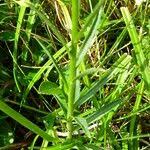 Attēlu rezultāti vaicājumam “Campanula persicifolia leaf”