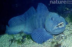 Image result for Anarhichas lupus