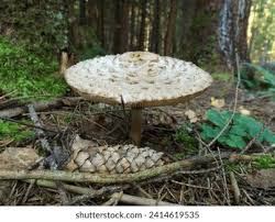 Attēlu rezultāti vaicājumam “Macrolepiota rhacodes var. bohemica”