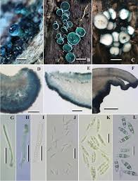 Attēlu rezultāti vaicājumam “Chlorociboria aeruginascens”