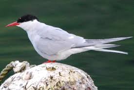 Attēlu rezultāti vaicājumam “Sterna”