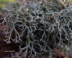 Attēlu rezultāti vaicājumam “Pseudevernia furfuracea”