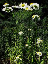 Attēlu rezultāti vaicājumam “Erigeron annuus flower”