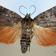 Attēlu rezultāti vaicājumam “Amphipyra”