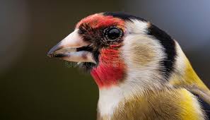 Attēlu rezultāti vaicājumam “Carduelis carduelis”