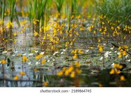 Attēlu rezultāti vaicājumam “Utricularia vulgaris leaf”