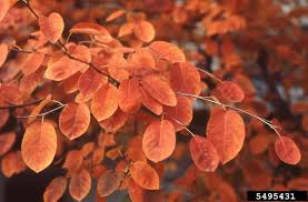 Attēlu rezultāti vaicājumam “Amelanchier canadensis”