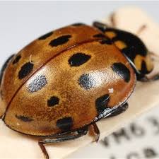 Attēlu rezultāti vaicājumam “Myzia oblongoguttata”