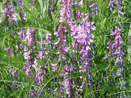 Attēlu rezultāti vaicājumam “Vicia tenuifolia flower”