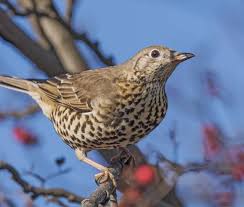 Image result for England Staffordshire Birding Club