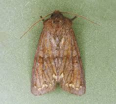 Attēlu rezultāti vaicājumam “Ceramica pisi larva”