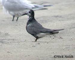 Attēlu rezultāti vaicājumam “Chlidonias niger”