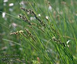 Attēlu rezultāti vaicājumam “Carex paniculata”