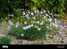 Attēlu rezultāti vaicājumam “Dianthus arenarius”