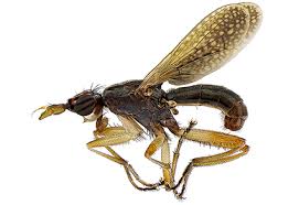 Attēlu rezultāti vaicājumam “Sciomyzidae”