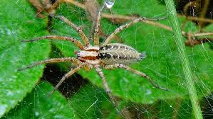 Attēlu rezultāti vaicājumam “Agelena labyrinthica”