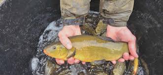 Image result for Cheadle Angling Club