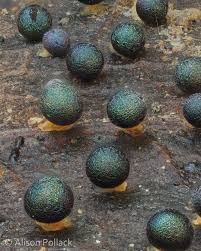 Attēlu rezultāti vaicājumam “Lamproderma columbinum spores”