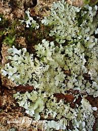 Attēlu rezultāti vaicājumam “Hypotrachyna sp.”