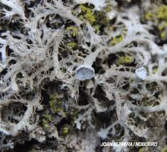 Attēlu rezultāti vaicājumam “Anaptychia ciliaris”