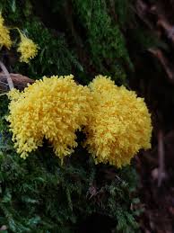 Attēlu rezultāti vaicājumam “Fuligo septica var. rosea young”