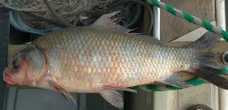 Image result for Ictiobus cyprinellus