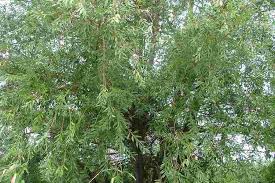 Attēlu rezultāti vaicājumam “Salix alba var. vitellina”