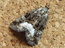 Attēlu rezultāti vaicājumam “Protodeltote pygarga”