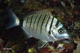 Image result for Diplodus puntazzo