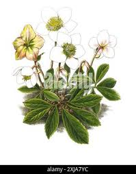 Image result for Nieswurz