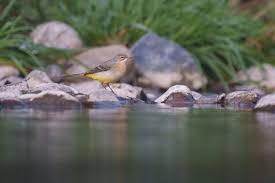 Attēlu rezultāti vaicājumam “Motacilla cinerea”