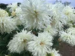 Image result for DIAMOND 貝谷