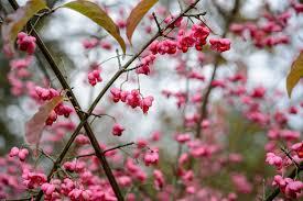 Attēlu rezultāti vaicājumam “Euonymus flower”