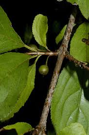 Attēlu rezultāti vaicājumam “Rhamnus cathartica fruit”
