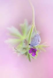 Attēlu rezultāti vaicājumam “Everes argiades”