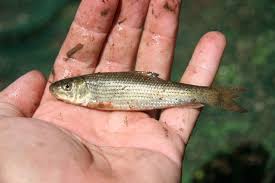 Image result for Minytrema melanops