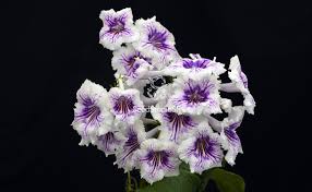 Image result for Streptocarpus
