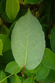 Attēlu rezultāti vaicājumam “Schisandra chinensis”