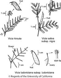 Attēlu rezultāti vaicājumam “Vicia”