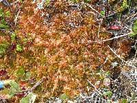 Attēlu rezultāti vaicājumam “Sphagnum austinii sporophyte”
