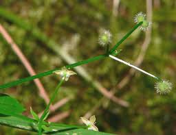 Attēlu rezultāti vaicājumam “Galium triflorum fruit”