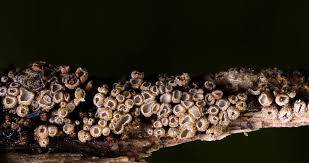 Attēlu rezultāti vaicājumam “Merismodes anomala”