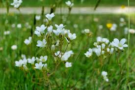 Attēlu rezultāti vaicājumam “Saxifraga granulata leaf”