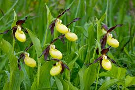 Attēlu rezultāti vaicājumam “Cypripedium calceolus flower”